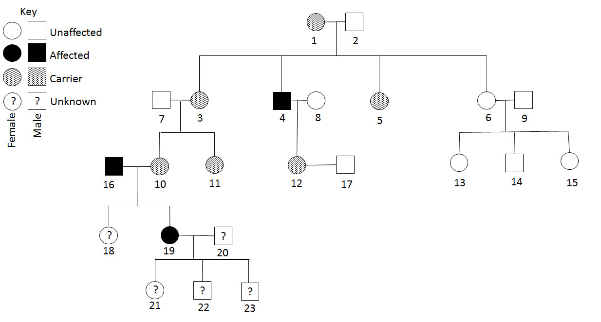 the symbol for female pedigree is x