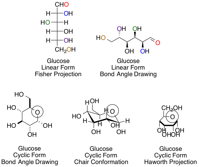 mannose fischer projection