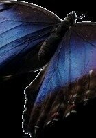 Oshawa Mathematica tutor named Abigail